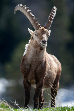 Bouquetin m&acirc;le, Capra ibex