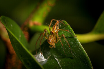 jumping spider macro close up on the black background in the nature
