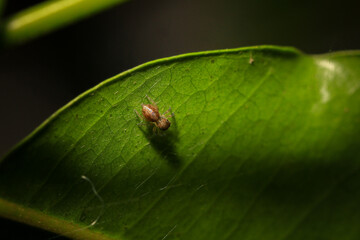 jumping spider macro close up on the black background in the nature