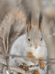 The squirrel sits on a branches without leaves in the winter or autumn