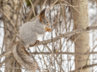 The squirrel with nut sits on tree in the winter or late autumn