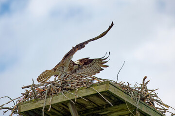 The western osprey (Pandion haliaetus). Photo from Ospreys nesting