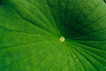 green lotus leaf after rain Nelumbo nucifera