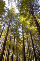 Naklejka premium underneath tall redwoods in the day