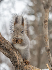 The squirrel with nut sits on tree in the winter or late autumn