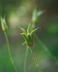 grasshopper on a leaf