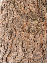 Bark texture and background of a old fir tree trunk. Detailed bark texture. Natural background