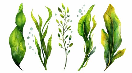 Experience the beauty of Laminaria seaweed and sea kale in this handdrawn watercolor illustration, perfect for any superfood lover.