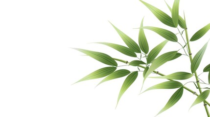 Obraz premium Delicate bamboo leaves and stems showcased in a stunning botanical illustration on a pure white background. Natures elegance captured.