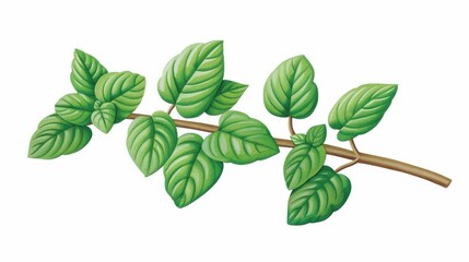 Obraz premium A delicate watercolor illustration of a peppermint plant, showcasing its lush green leaves against a clean white backdrop.