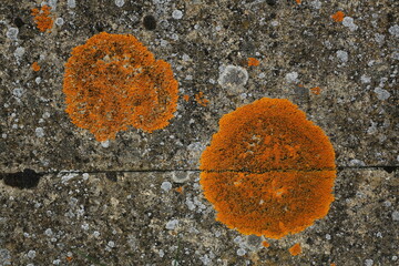 Tâches de lichen orange sur un mur