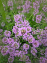 Obraz premium Closeup blooming wild creeping thyme herb with pink blossoms. Thymus Serpyllum plant