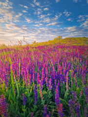 Fototapeta premium Picturesque summer scene in the meadow with blooming wild sage purple flowers. Fragrant Salvia nemorosa herb