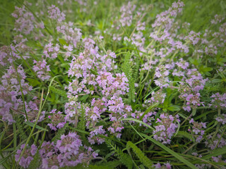 Blooming wild creeping thyme herb with pink blossoms. Thymus Serpyllum plant