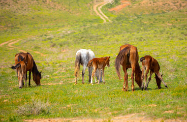 Fototapeta premium A herd of horses graze in the meadow in summer, eat grass, walk and frolic. Pregnant horses and foals, livestock breeding concept.