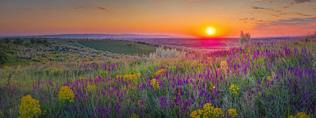 Summer sunset panorama over the colorful blooming meadow with purple wild sage flowers and yellow...