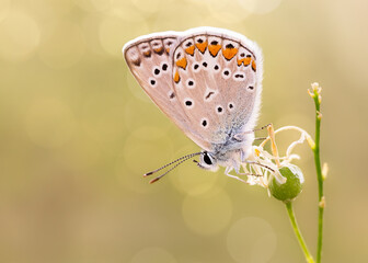 A common blue butterfly in sunset light