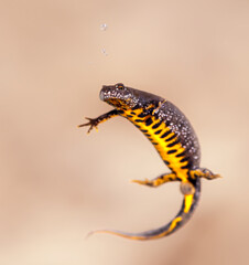 Close-up of a female great crested newt (Triturus cristatus)