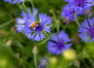 Macro of a bee on a cornflower centaurea cyanus blossom