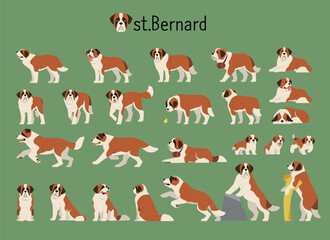 A collection of saint bernard dog behaviors. flat vector illustration.