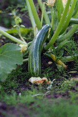 Obraz premium Young zucchini on vegetable bed on summer day.