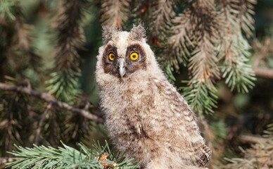 great horned owl