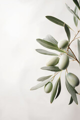 Obraz premium olive tree,olive,fruit,mediterranean,plant,branch,ripe,ingrOlive branch with ripe olives on white background closeup