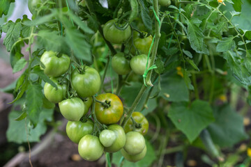 Green unripe tomatoes grow on a branch in a greenhouse. Close-up