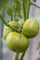 Unripe green tomatoes hang on branches in a greenhouse