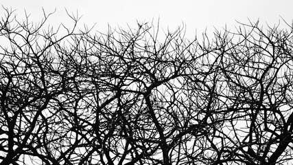 silhouette of a tree