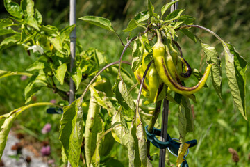 Green chili pepper plant (Capsicum annuum), selective focus. Meadow in the background.  Healthy food background.