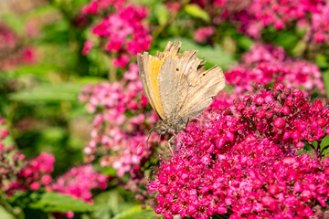 A butterfly (meadow brown, lat. Maniola jurtina) rests on the blossoms of a Spiraea japonica, the Japanese meadowsweet or Japanese spiraea (family Rosaceae)