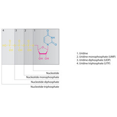 Diagram of nucleotide - Uridine  mono, di and trip phosphate skeletal structure schematic illustration, Nucleoside molecule.