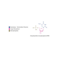 Deoxythymidine monophosphate&nbsp;(dTMP) skeletal structure schematic illustration, Nucleotide molecule.