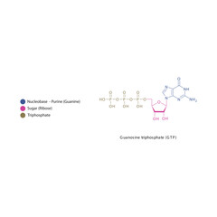 Guanosine triphosphate (GTP) skeletal structure schematic illustration, Nucleoside molecule.