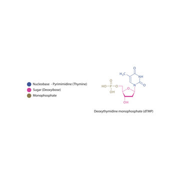 Deoxythymidine monophosphate&nbsp;(dTMP) skeletal structure schematic illustration, Nucleotide molecule.