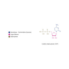 Cytidine diphosphate (CDP) skeletal structure schematic illustration, Nucleoside molecule.