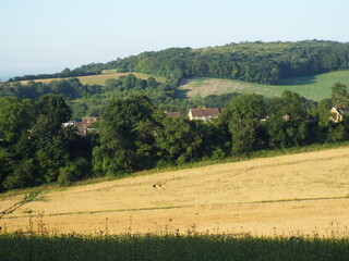 Fototapeta premium the rolling hills of the kent countryside