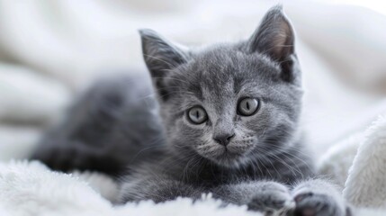 Small gray kitten