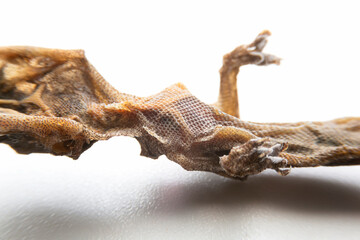 Super macro of a dead house lizard isolated on white background.