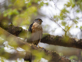 森の中で枝に留まって周りを見渡しているツミ