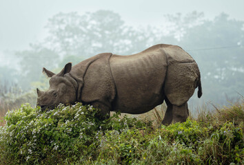 rhino in the grass