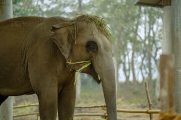elephant in zoo