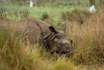 rhino in the grass
