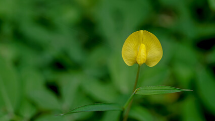 close-up view of yellow Arachis duranensis plant flowers with a blurred background with white space to the left of the flower