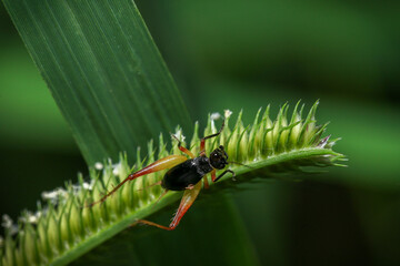 bug on green leaf in the wild nature. macro. A bug life