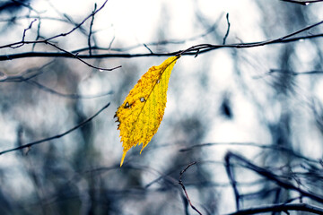 Late autumn, a tree branch in the forest with the last dry yellow leaf