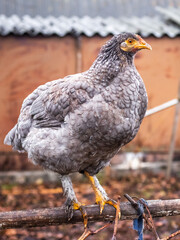 A gray hen sits in the garden on a pole