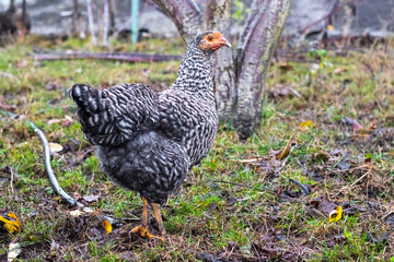Chicken with variegated black and white feathers in the garden