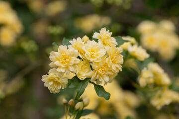 Obraz premium Beautiful Yellow Banksia Rose in the garden